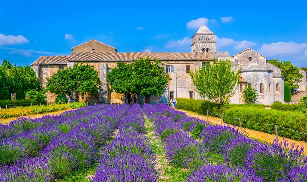 Lavender Fields at the Van Gogh Institution in Saint-Remy-de-Provence, France