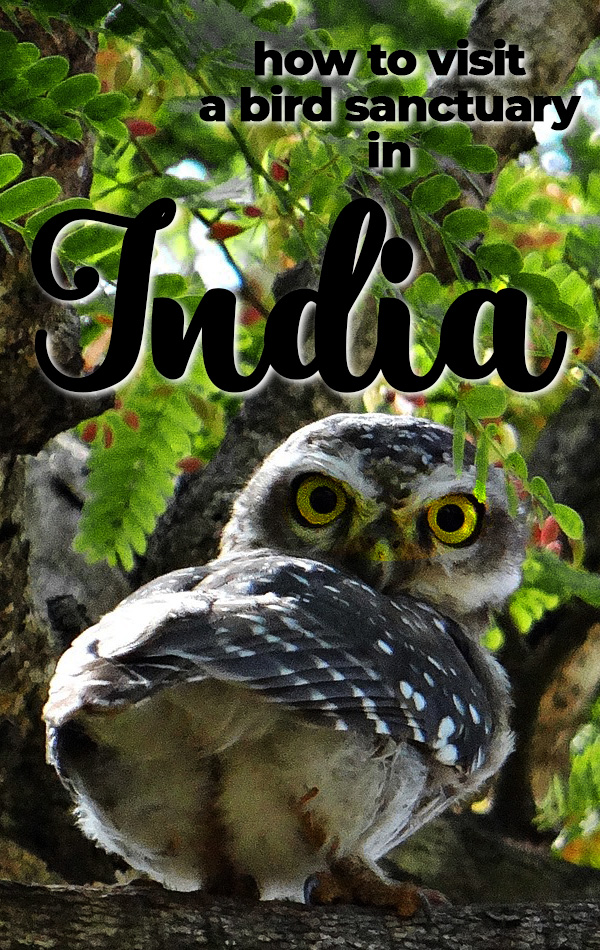 India isn't just big, busy cities. Only one hour from the Taj Mahal you can find the Bharatpur Bird Sanctuary in Keoladeo National Park, where more than 300 species of birds fly freely, and you may just spot an antelope, jackal or cobra too! A great one-day addition to any North India itinerary. 