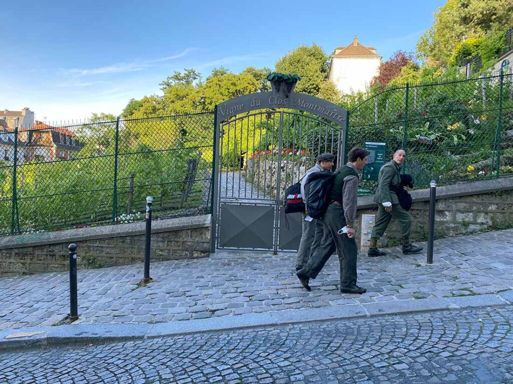 Vineyards in Montmartre in Paris