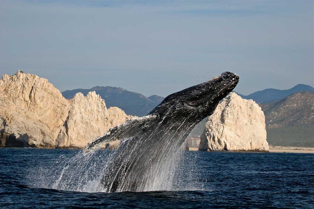 Things to Do in Cabo San Lucas Whale Watching