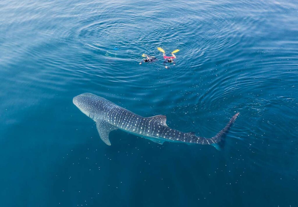 Swim with Whale Sharks in La Paz Best Things to Do in Cabo San Lucas