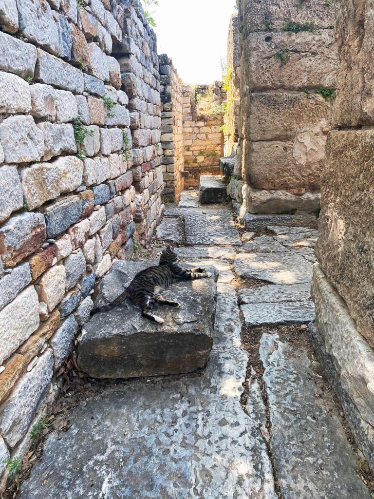 Cats of Turkey at Aphrodisias Archeological Site and Ancient City