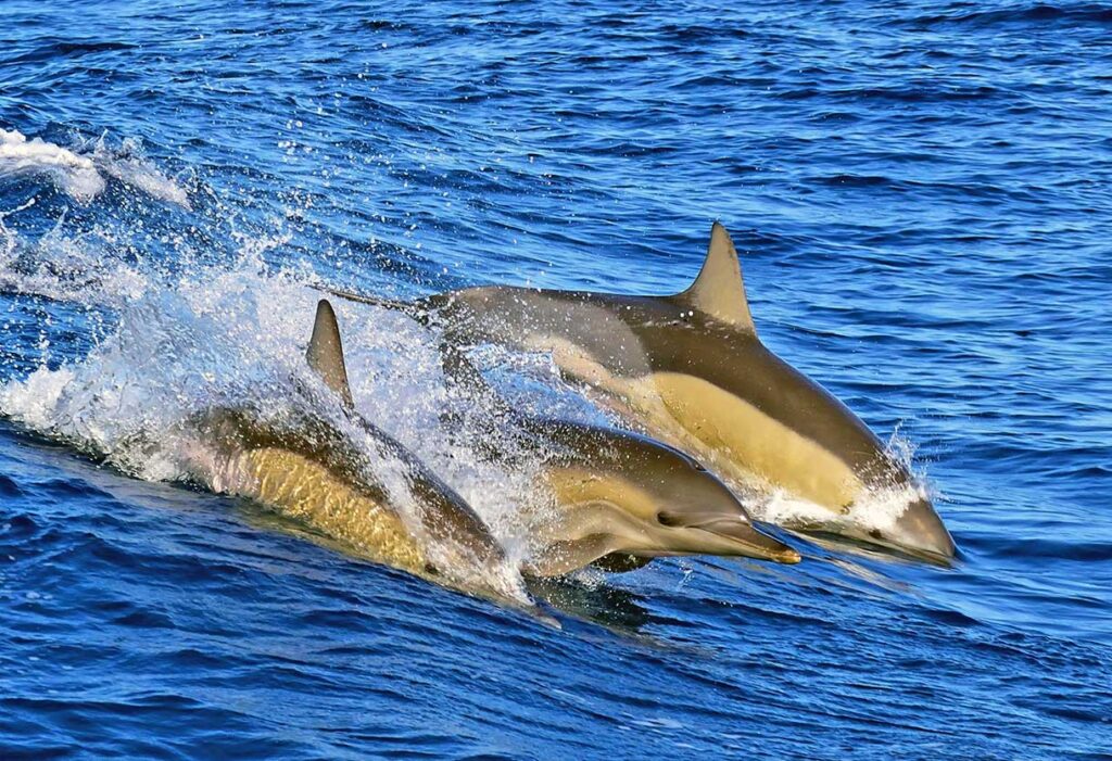 Watching dolphins on a tour from Lagos Portugal