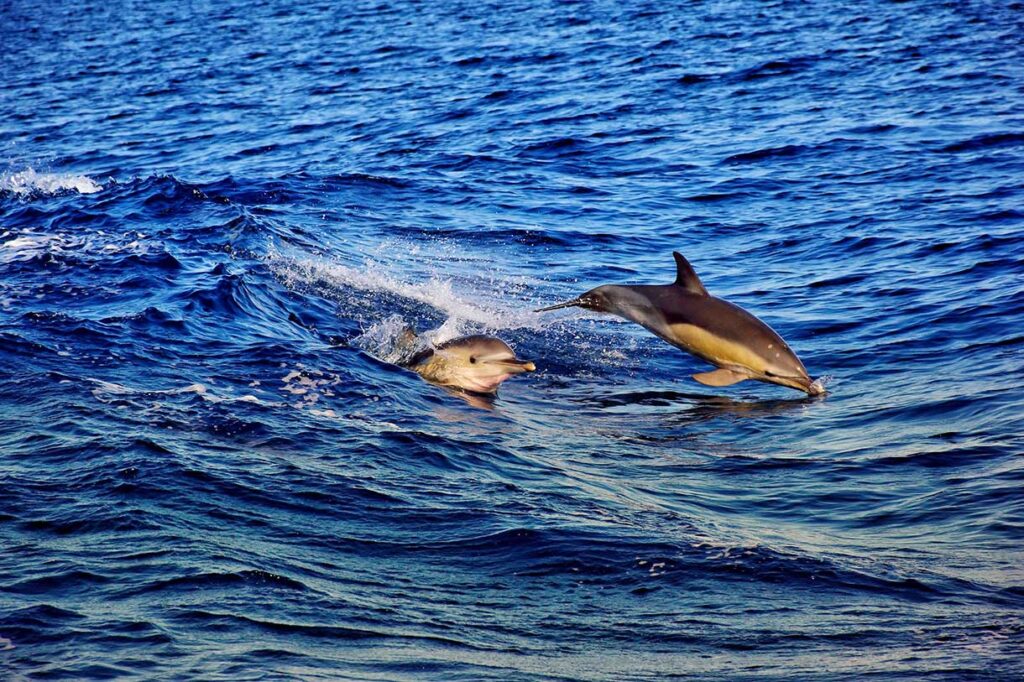 Spotting Dolphins in Lagos, Portugal