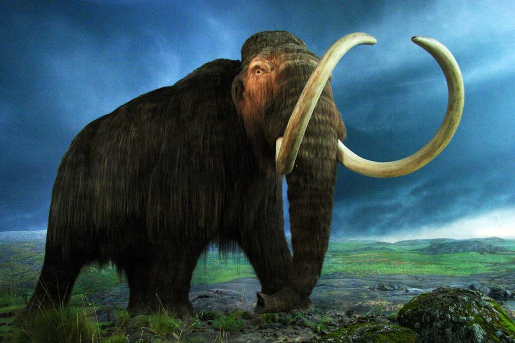 Woolly Mammoth in the Natural History Gallery at the Royal BC Museum