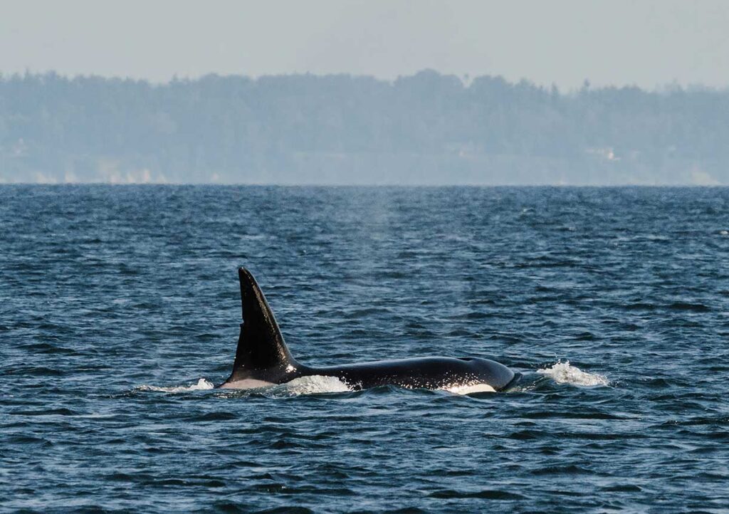 See Orca Killer Whales, Humpback Whales and Sea Lions on a Victoria BC Day Trip