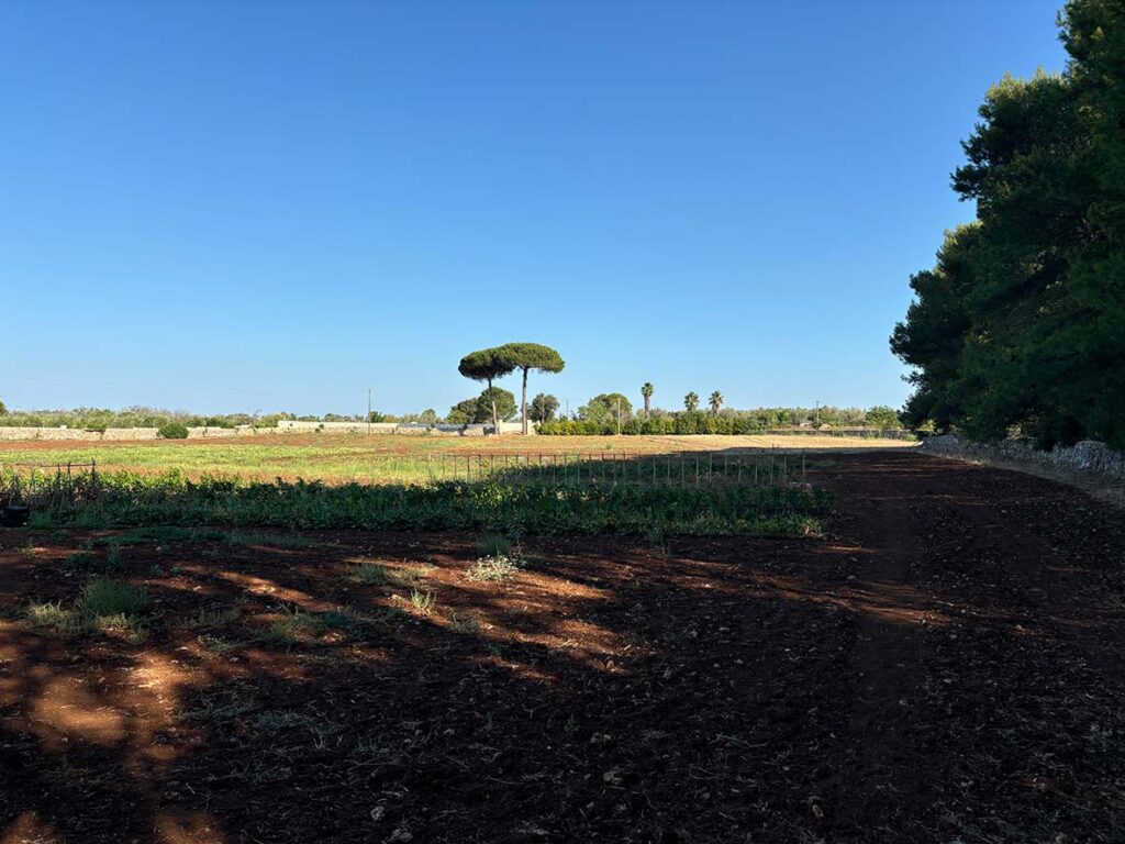 Fields in the Masseria in Puglia