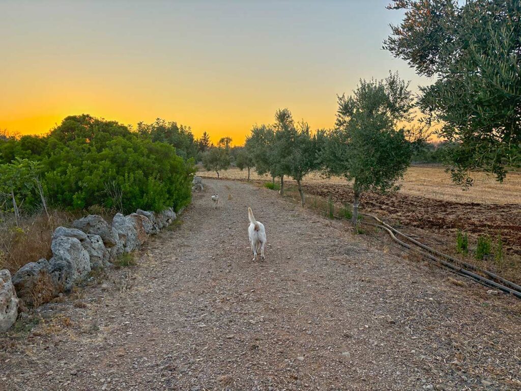 Dogs on the Masseria in Puglia