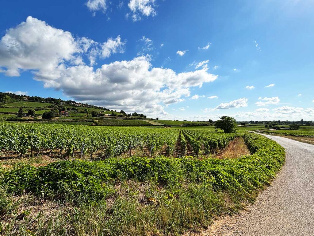 Learning About the Art of Making Wine at a Vineyard Outside of Beaune, France on a Full-Day Burgundy Region Wine Tour
