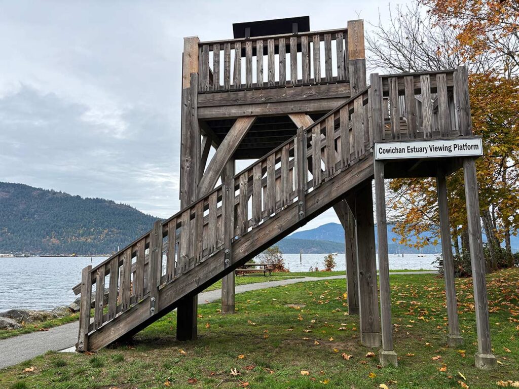 Birdwatching in Cowichan Bay at the Cowichan Estuary Viewing Platform