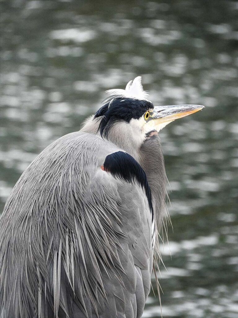 A Great Blue Heron in Cowichan Bay, BC, Canada