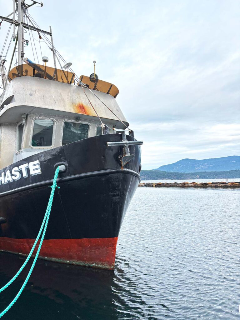 The Haste Fishing Boat Docked in Front of Migratory Sea Lions in Cowichan Bay, BC, Canada