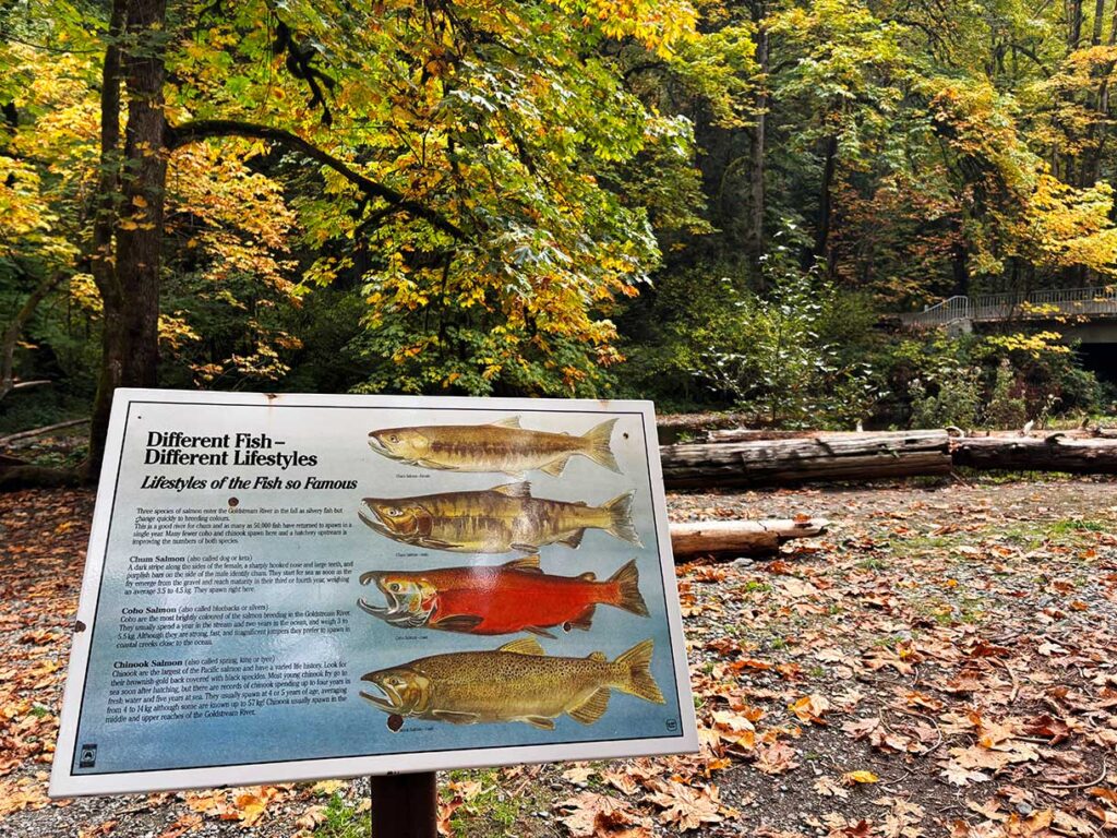 Information Sign About Salmon Spawning in Goldstream Provincial Park, Victoria, Canada