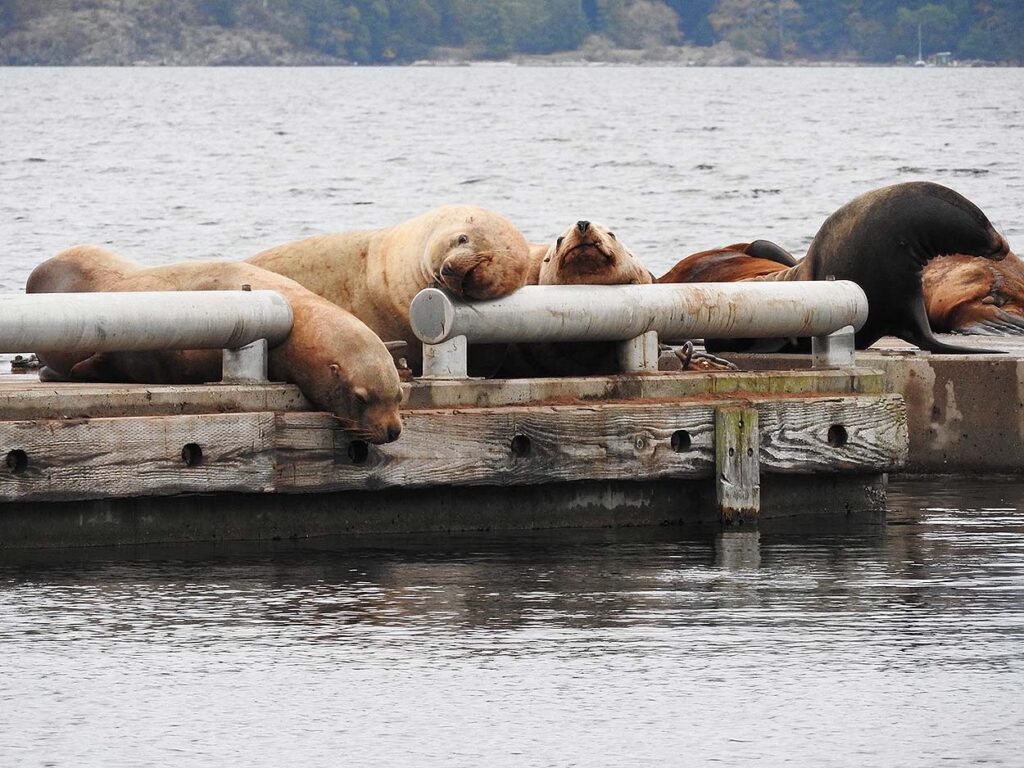 Sea Lions in Cowichan Bay, BC, Canada