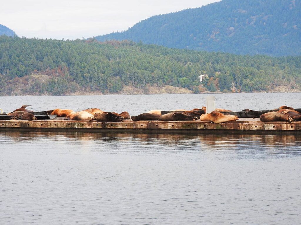 Group of Sea Lions Sleeping on a Dock in Cowichan Bay, BC, Canada
