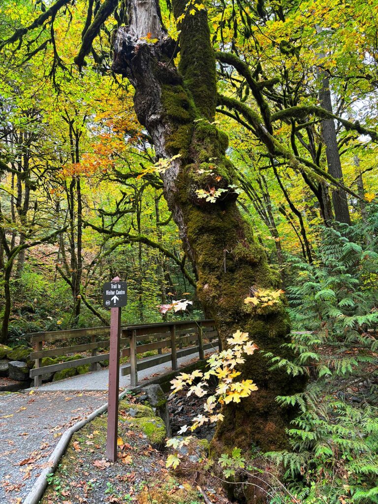 The Trail to the Visitor Centre in Goldstream Provincial Park, Canada