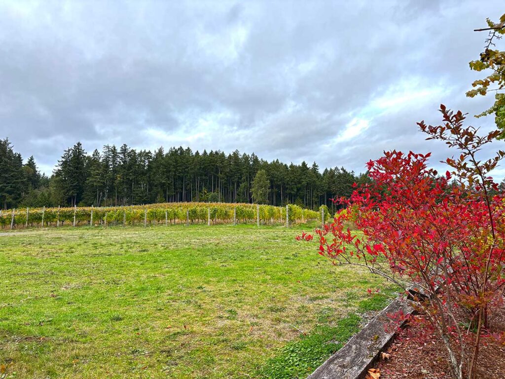 Fields of Vineyards on Vancouver Island, British Columbia, Canada