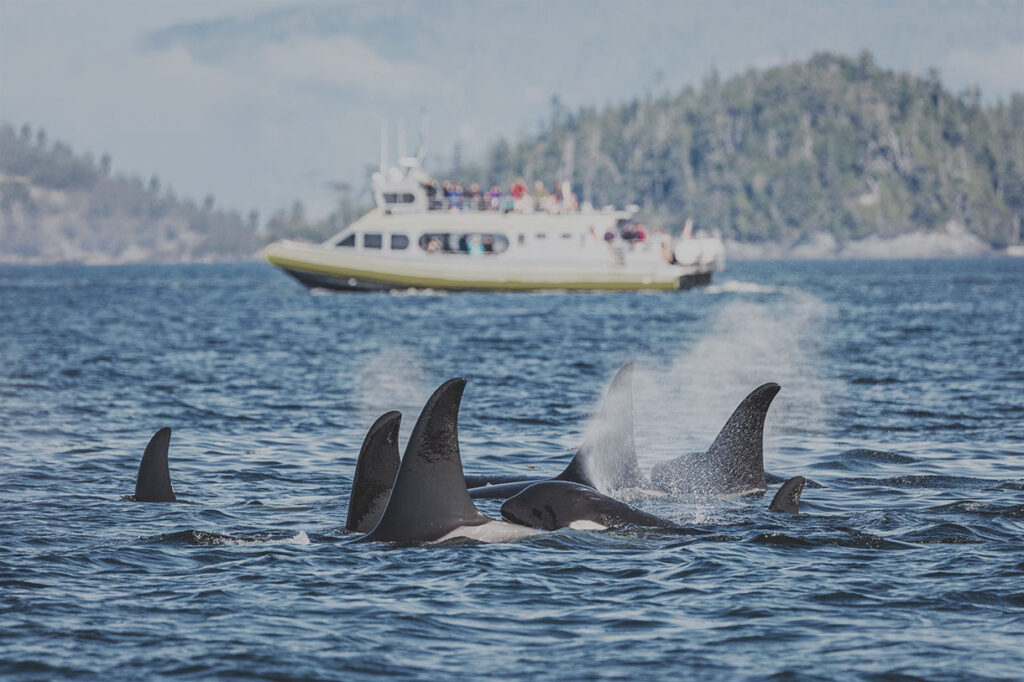 Whale Watching in Cowichan Bay, BC, Canada
