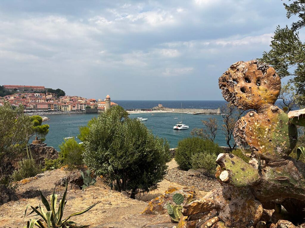 Cactus Garden in Collioure France