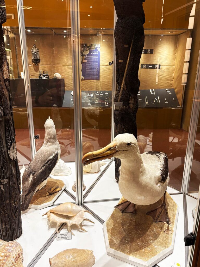 Things to Do in Perpignan - Natural History Museum